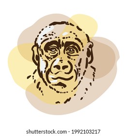 Chimpanzee monkey portrait. Simple handmade sketch drawing. Drawing of an animal on a colored background.