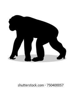 Chimpanzee monkey primate black silhouette animal. Vector Illustrator.	