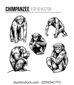 Chimpanzee monkey realistic vector set.black outline of apes on a transparent background. Hand drawn sketch