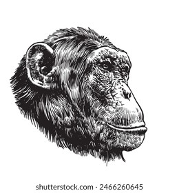 Chimpanzee portrait sketch , isolated on white , vector head of monkey, illustration. Vector illustration