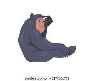 Chimpanzee, primate animal, isolated monkey mammal. Ape, gorilla or bonobospecies. African fauna living in wilderness habitat. Flat cartoon, vector illustration