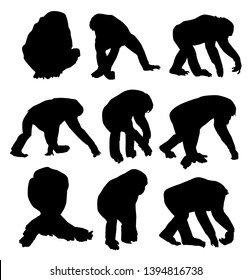 Chimpanzee Silhouette Set
Vector Illustration