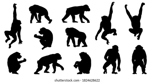 chimpanzee silhouettes on white background