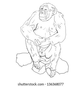 Chimpanzee sitting on the rock