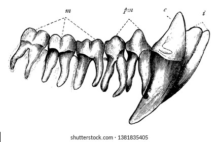 Chimpanzee Teeth have 32 teeth which are very similar to those of Humans to help them to not just grind up plant matter but their longer canines, vintage line drawing or engraving illustration.