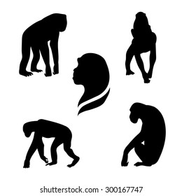 Chimpanzee vector icons and silhouettes. Set of illustrations in different poses.