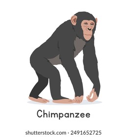 Chimpanzee vector illustration, cartoon clipart character, animal in flat style. Wild animals, wild creatures, wildlife concept. Chimp vector design isolated on white background