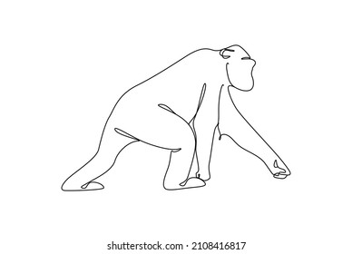 Chimpanzee walk to the freedom.