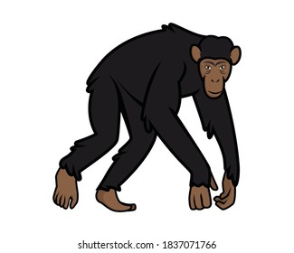 Chimpanzee with Walking Gesture Illustration