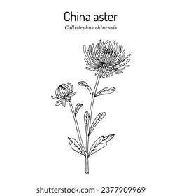 China Aster (Callistephus chinensis), ornamental plant. Hand drawn botanical vector illustration