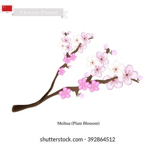 China Flower, Illustration of Meihua or Plum Blossom. One of Most Popular Flower in China.