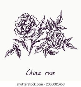 China rose, flower, leaves and buds, doodle ink drawing with inscription, vintage style woodcut