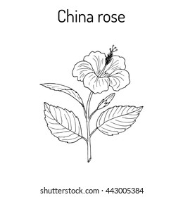 China rose (Hibiscus rosa-sinensis), or shoeblackplant - flowering plant. Hand drawn botanical vector illustration