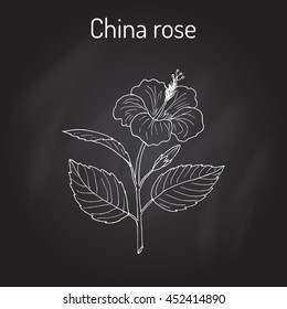 China rose (Hibiscus rosa-sinensis), or shoeblackplant - flowering plant. Hand drawn botanical vector illustration