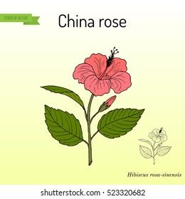 China rose (Hibiscus rosa-sinensis), or shoeblackplant - flowering plant. Hand drawn botanical vector illustration