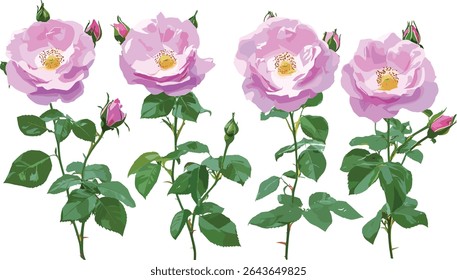 China rose Rosa chinensis Bengal rose isolated frontal cutout flower tree vector illustration, tropical flora, garden plant, summer bloom, ornamental gardening, natural beauty.