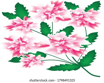 China rose with white background color design