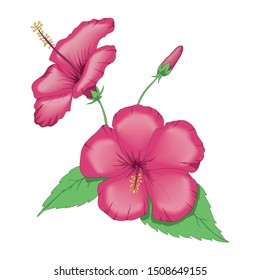 china roses on a white background