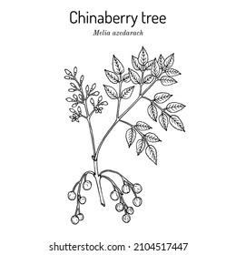 Chinaberry tree or Persian lilac (Melia azedarach), medicinal plant. Hand drawn botanical vector illustration