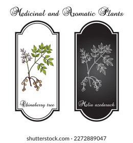 Chinaberry tree or Persian lilac (Melia azedarach), medicinal plant. Hand drawn botanical vector illustration
