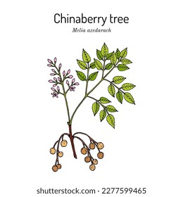 Chinaberry tree or Persian lilac (Melia azedarach), medicinal plant. Hand drawn botanical vector illustration