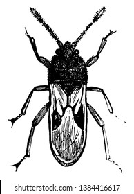 Chinch Bug is the popular name of certain fetid American hemipterous insects of the genus Blissus, vintage line drawing or engraving illustration.