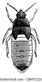 Chinch Bug Pupa as a gray black body with fine hairs, vintage line drawing or engraving illustration.