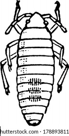 The Chinch-bug, Blissus leucopterus species; newly-hatched larva., vintage line drawing or engraving illustration.