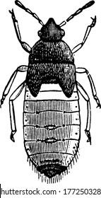 The Chinch-bug, Blissus leucopterus species; pupa., vintage line drawing or engraving illustration.