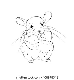 chinchilla