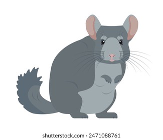 Chinchilla animal icon. Cute gray fluffy pet. Rodent animal. Vector illustration isolated on white background.