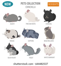 Chinchilla breeds icon set flat style isolated on white. Pet rodents collection. Create own infographic about pets. Vector illustration