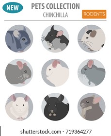 Chinchilla breeds icon set flat style isolated on white. Pet rodents collection. Create own infographic about pets. Vector illustration