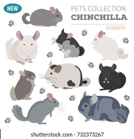 Chinchilla breeds icon set flat style isolated on white. Pet rodents collection. Create own infographic about pets. Vector illustration