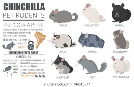 Chinchilla Breeds Icon Set Flat Style Isolated On White. Pet Rodents Collection. Create Own Infographic About Pets. Vector Illustration