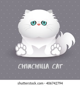 Chinchilla Cat : Vector Illustration