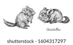 Chinchilla couple, side view, hand drawn gravure style, vector sketch illustration, element for design