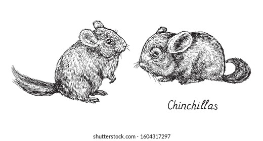 Chinchilla couple, side view, hand drawn gravure style, vector sketch illustration, element for design