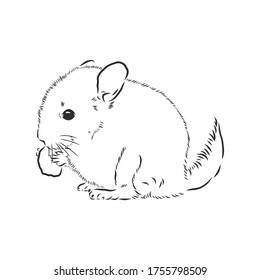 Chinchilla dog sketch style vector illustration. Old hand drawn engraving imitation. chinchilla animal, vector sketch illustration