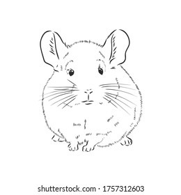 Chinchilla dog sketch style vector illustration. Old hand drawn engraving imitation. chinchilla animal, vector sketch illustration