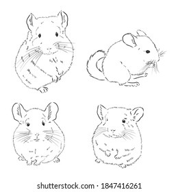 Chinchilla dog sketch style vector illustration. chinchilla animal vector sketch illustration