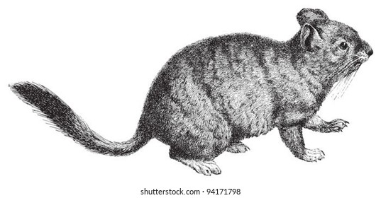 Chinchilla (Eriomys Chinchilla) / vintage illustration from Meyers Konversations-Lexikon 1897