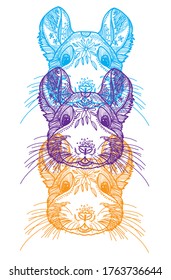  Chinchilla head. Doodling coloring book, meditative coloring book. Patterns, dots, stripes. Cute animals.