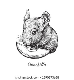 Chinchilla holding apple slice, hand drawn gravure style, vector sketch illustration, element for design
