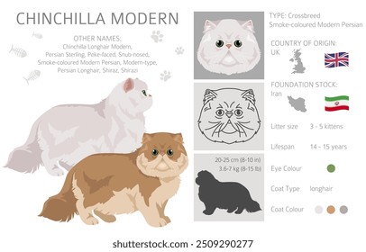 Chinchilla Persa Clipart de gato moderno de pelo largo. Todos los colores de la capa fijados.  Infografía de todas las características de las razas de gatos. Ilustración vectorial