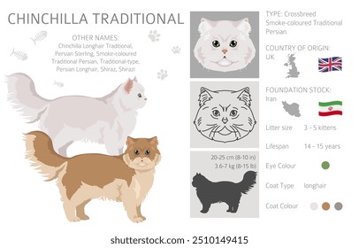 Chinchilla Persian Longhair Traditional Cat clipart. All coat colors set.  All cat breeds characteristics infographic. Vector illustration