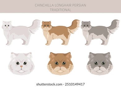 Chinchilla Persian Longhair Traditionelle Katze Clipart. Alle Fellfarben eingestellt.  Alle Katze Rassen Merkmale Infografik. Vektorgrafik