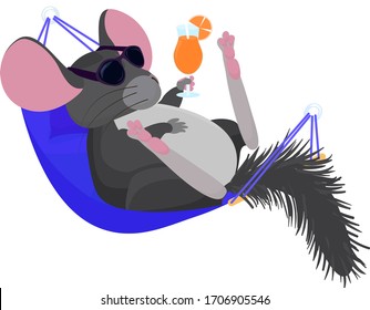 chinchilla relaxed in hammock isoded on white