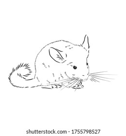 Chinchilla sketch style vector illustration. Old hand drawn engraving imitation. chinchilla animal, vector sketch illustration