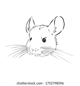 Chinchilla sketch style vector illustration. Old hand drawn engraving imitation. chinchilla animal, vector sketch illustration